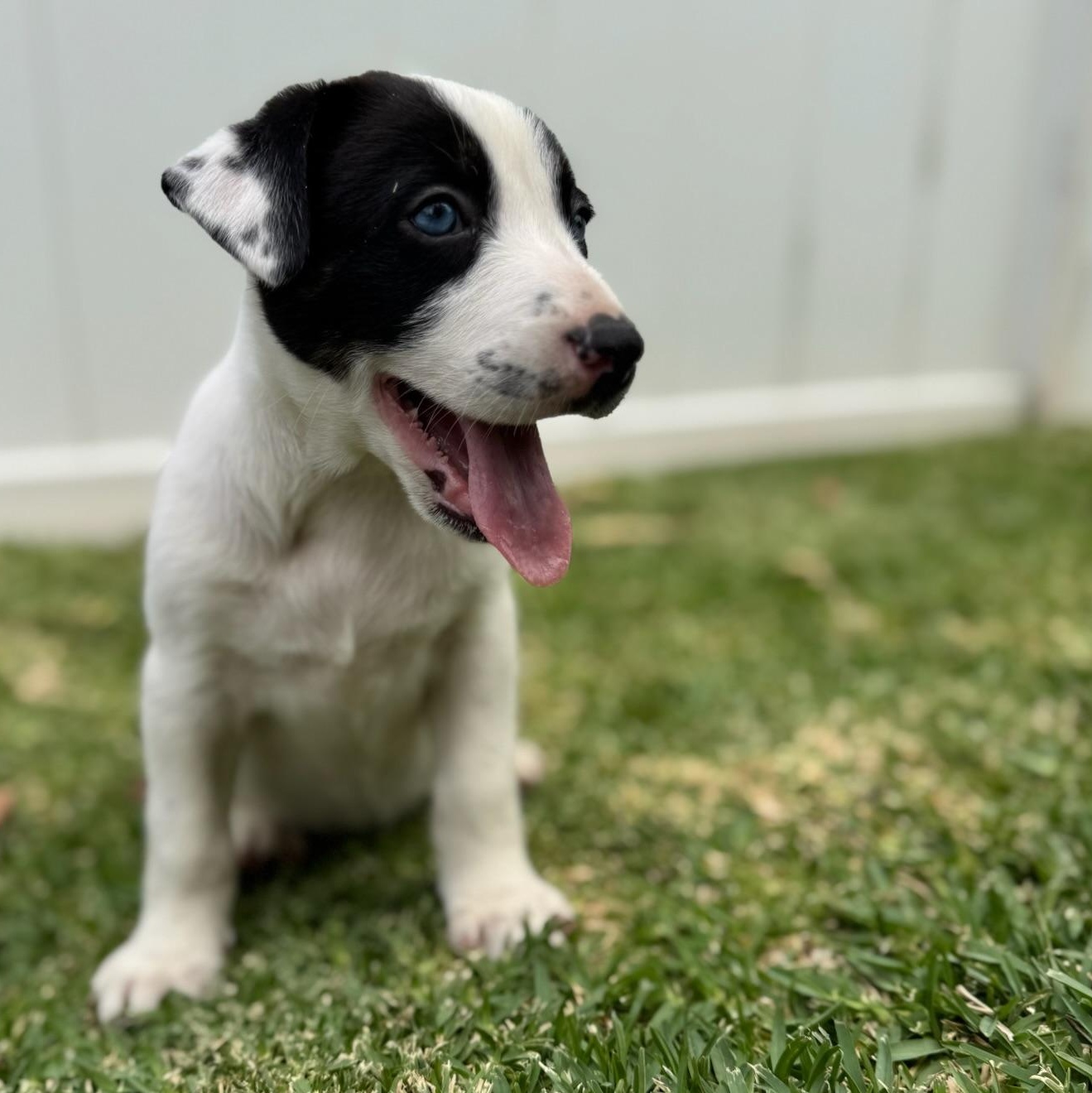 Enlarge Dakota, a Adopted mixed breed in Torrance, CA image 4/6