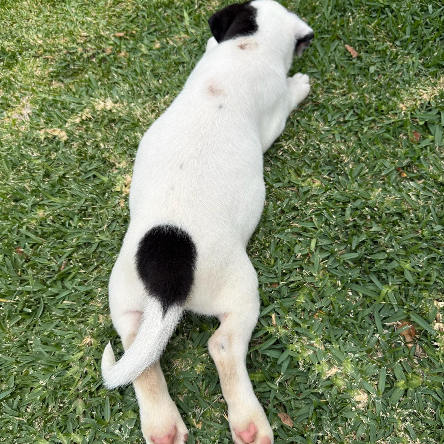 Enlarge Dakota, a Adopted mixed breed in Torrance, CA image 6/6