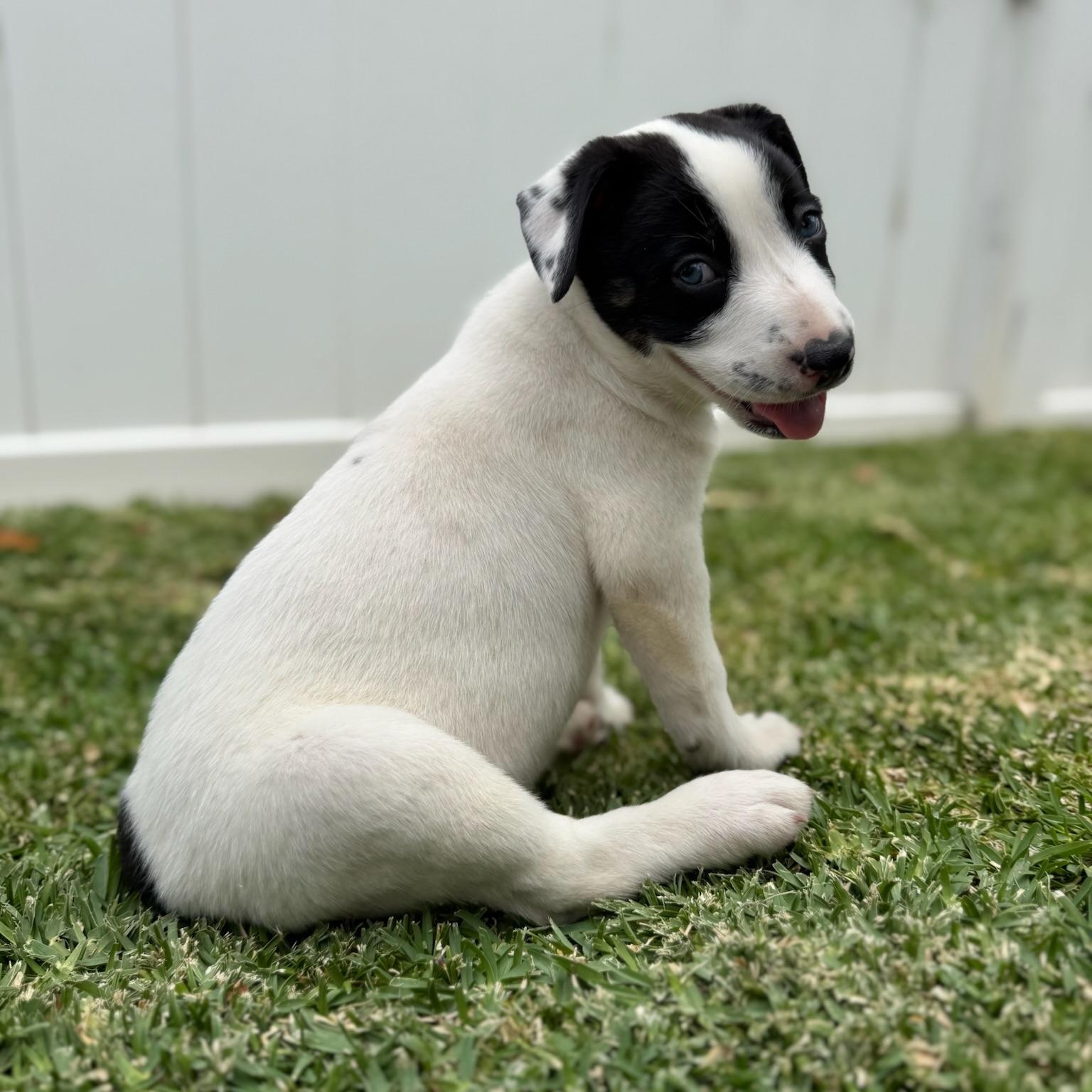 Enlarge Dakota, a Adopted mixed breed in Torrance, CA image 5/6