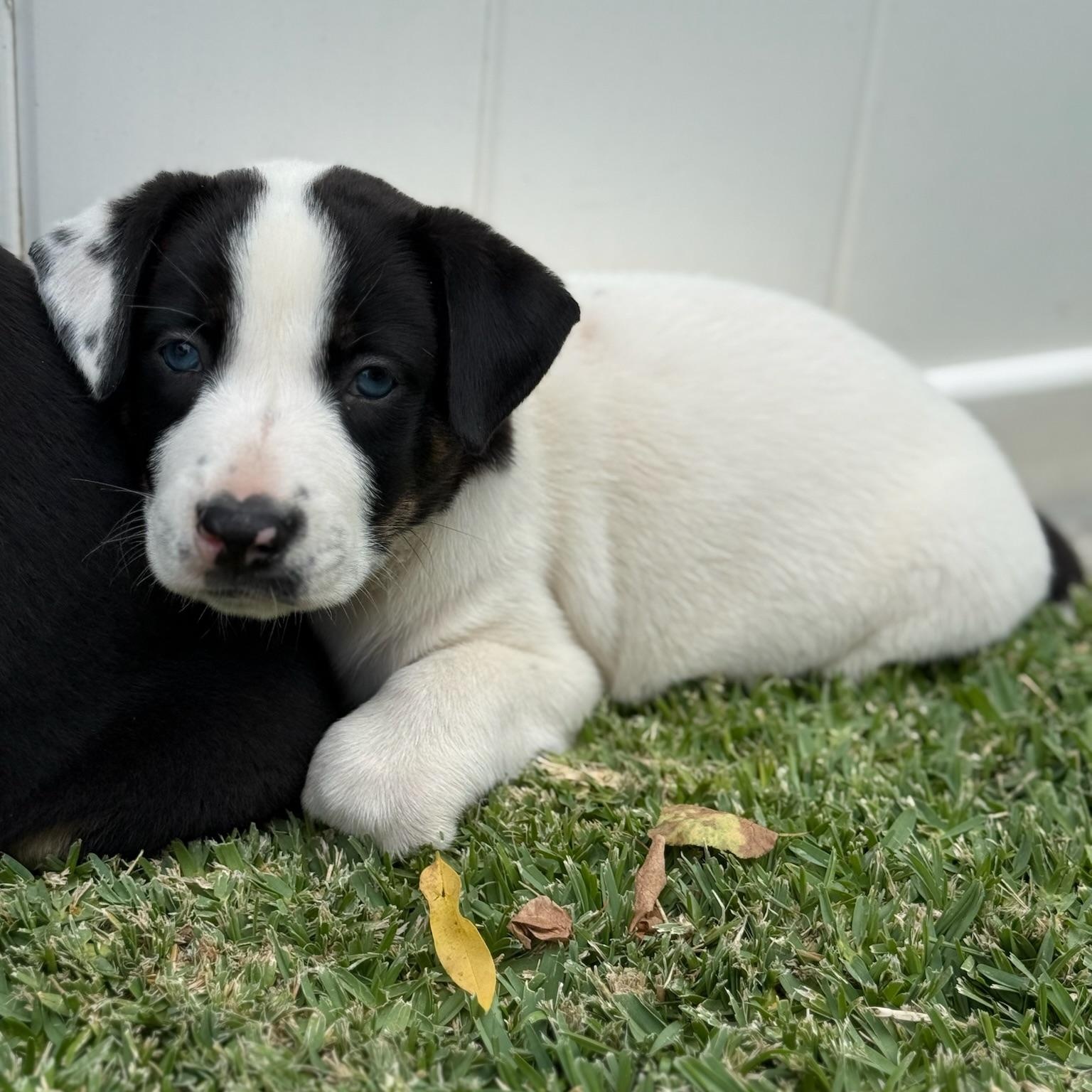 Enlarge Dakota, a Adopted mixed breed in Torrance, CA image 2/6