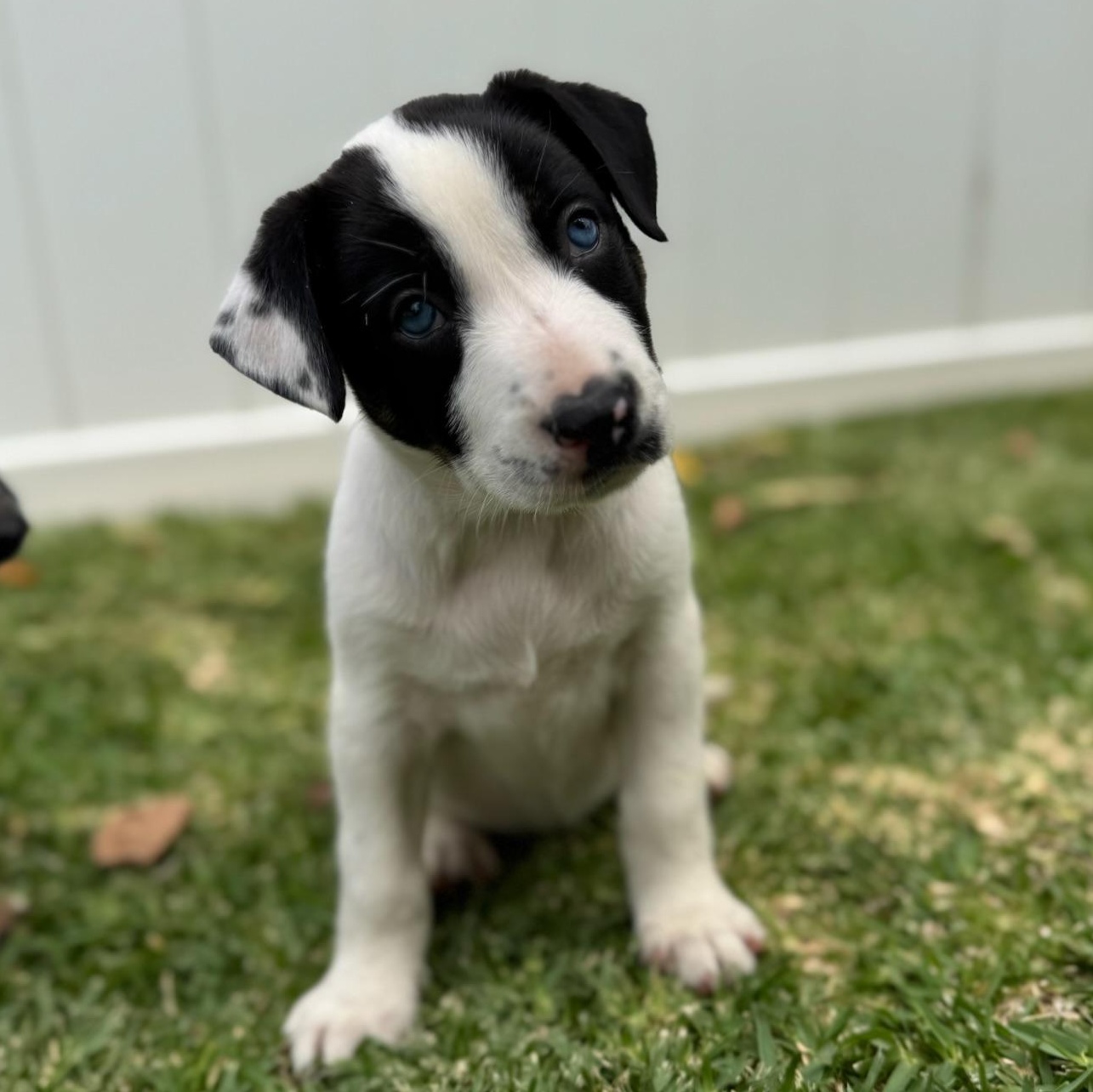 Enlarge Dakota, a Adopted mixed breed in Torrance, CA image 1/6