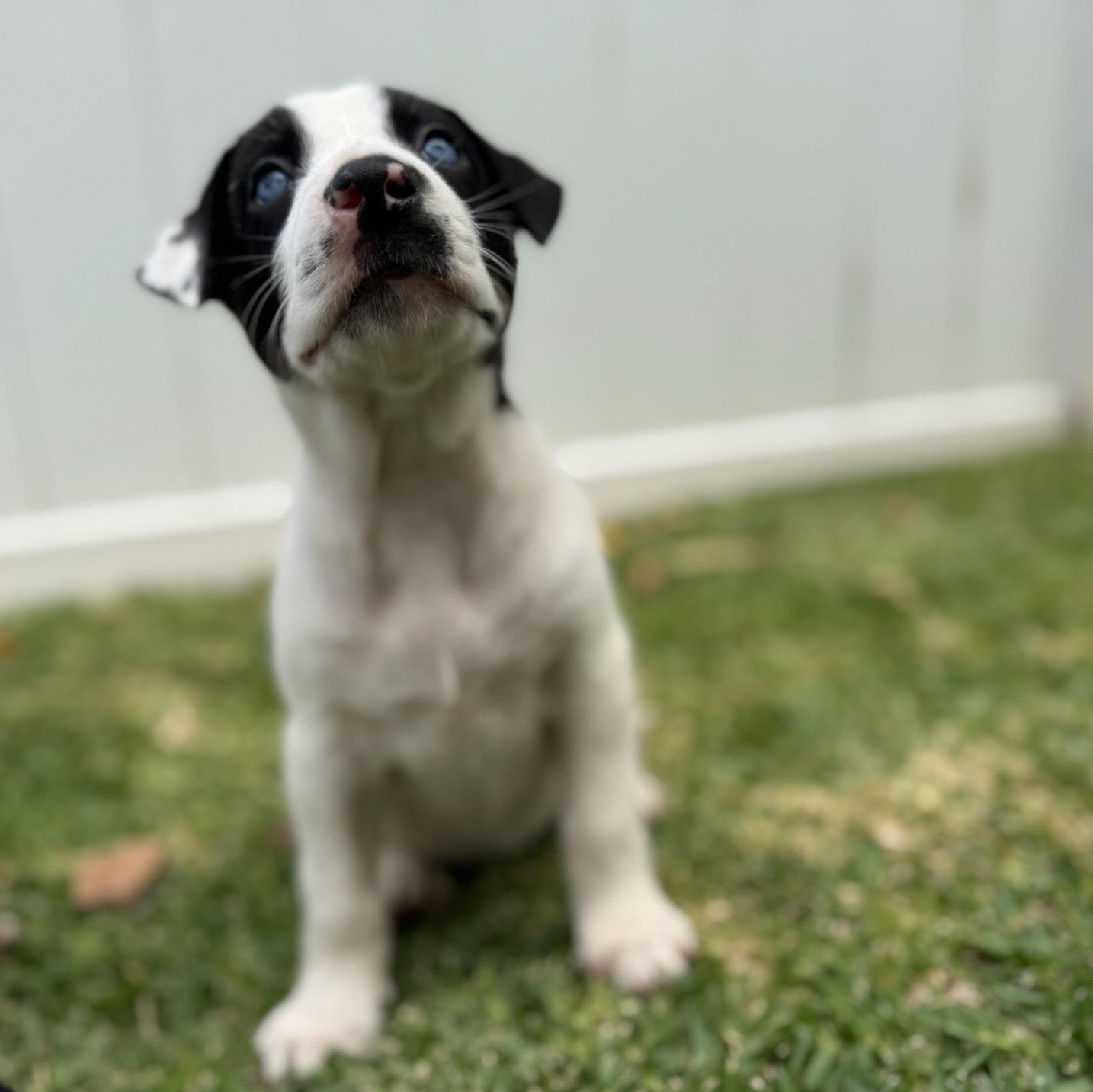 Enlarge Dakota, a Adopted mixed breed in Torrance, CA image 3/6