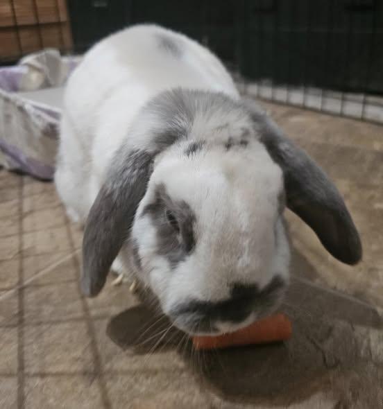 Jyn, Adopted, Adult Male Lop Eared.