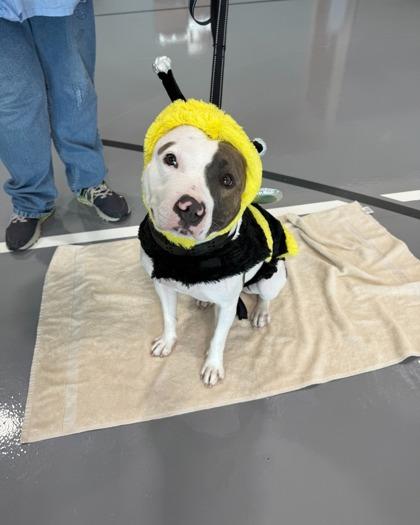 Ipod (Underdog in Foster), Adoptable, Adult Female Pit Bull Terrier & Mixed Breed.