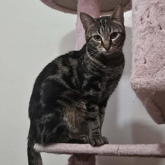 Enlarge Wendy, a ADOPTABLE Tabby in Santa Clarita, CA image 1/1