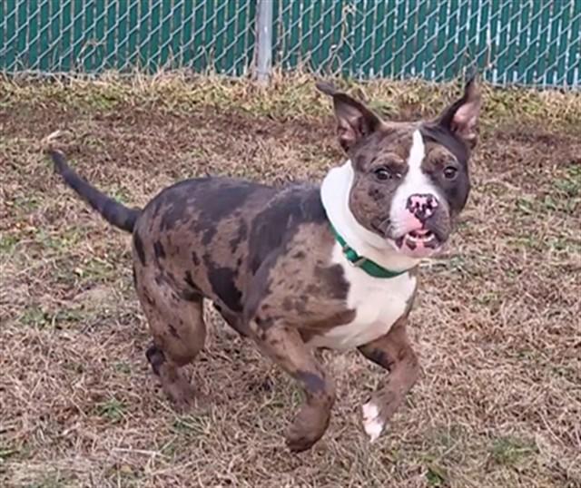 DUCKY, Adoptable, Young Female Pit Bull Terrier & Boxer.