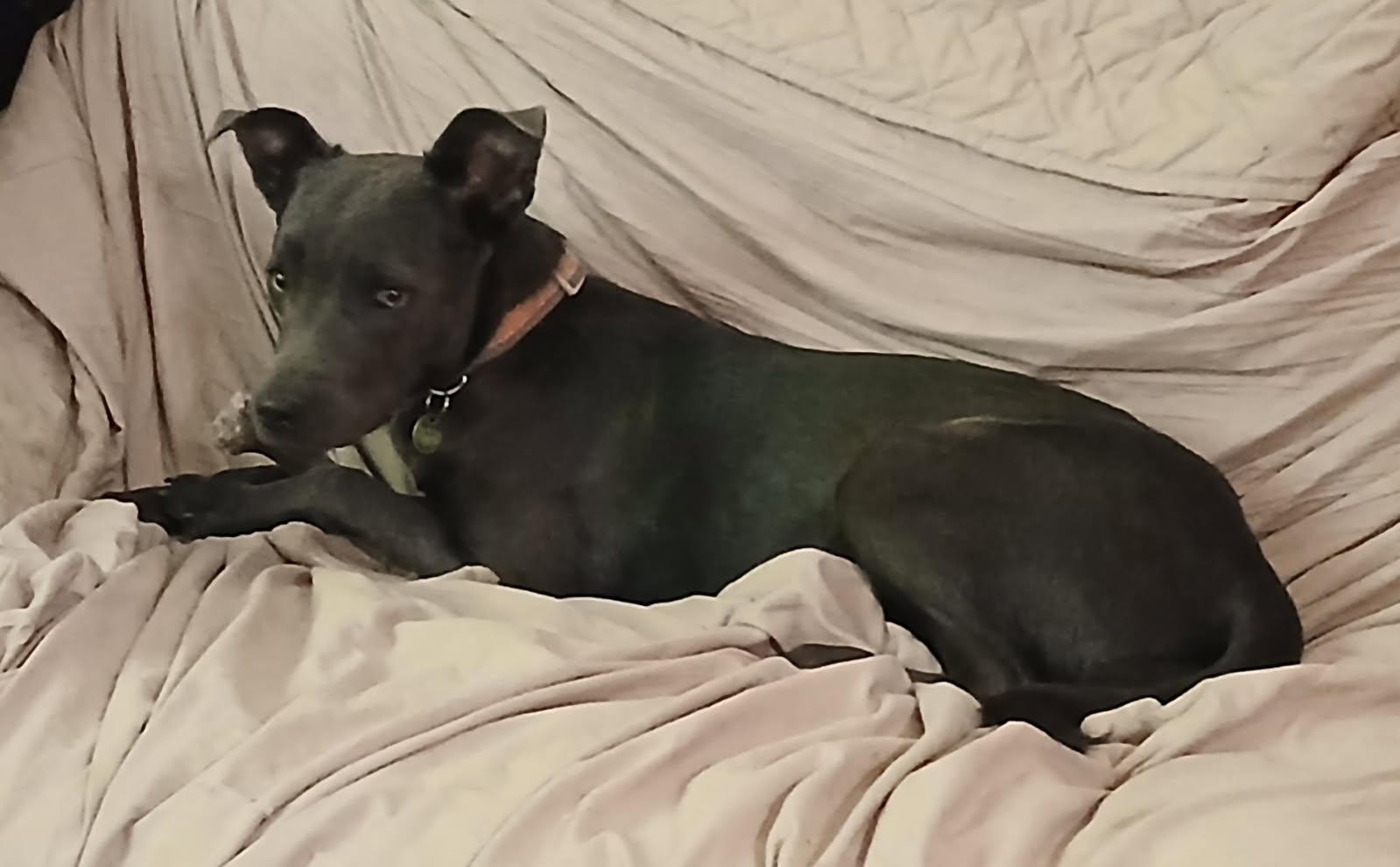 Enlarge Dixieland Delight “DD” (Dresden #7), a Adoptable mixed breed in Mount Juliet, TN image 1/6