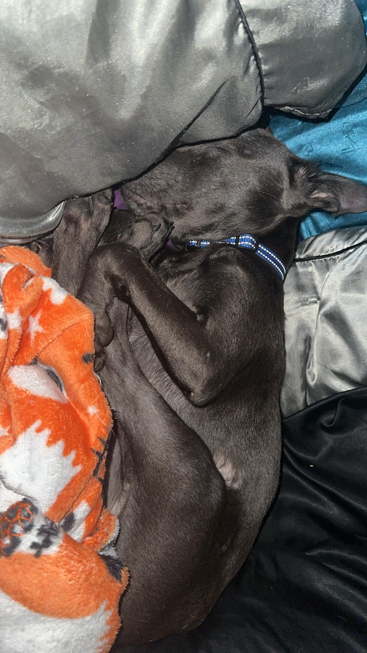 Dixieland Delight “dd” thumbnail 2