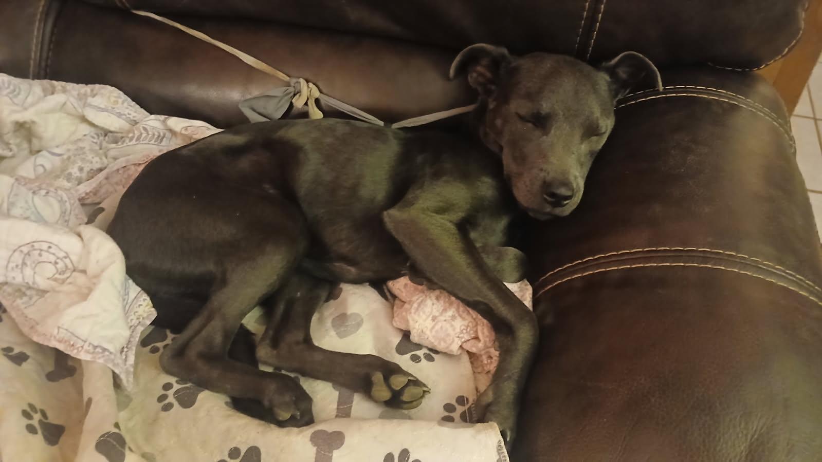 Enlarge Dixieland Delight “DD” (Dresden #7), a Adoptable mixed breed in Mount Juliet, TN image 2/6