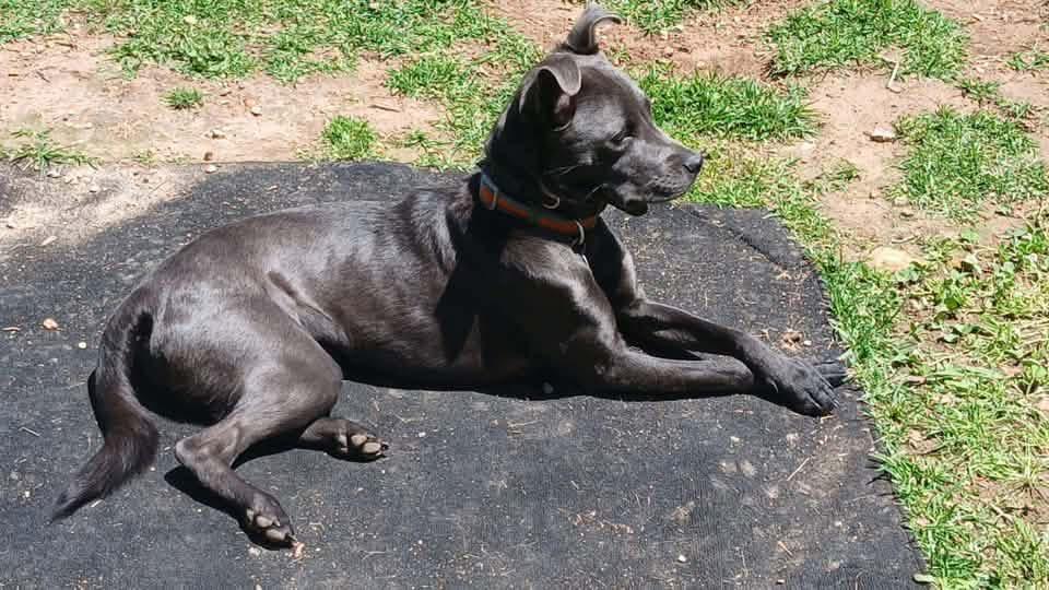 Dixie, Adoptable, Young Female American Staffordshire Terrier & Pit Bull Terrier.