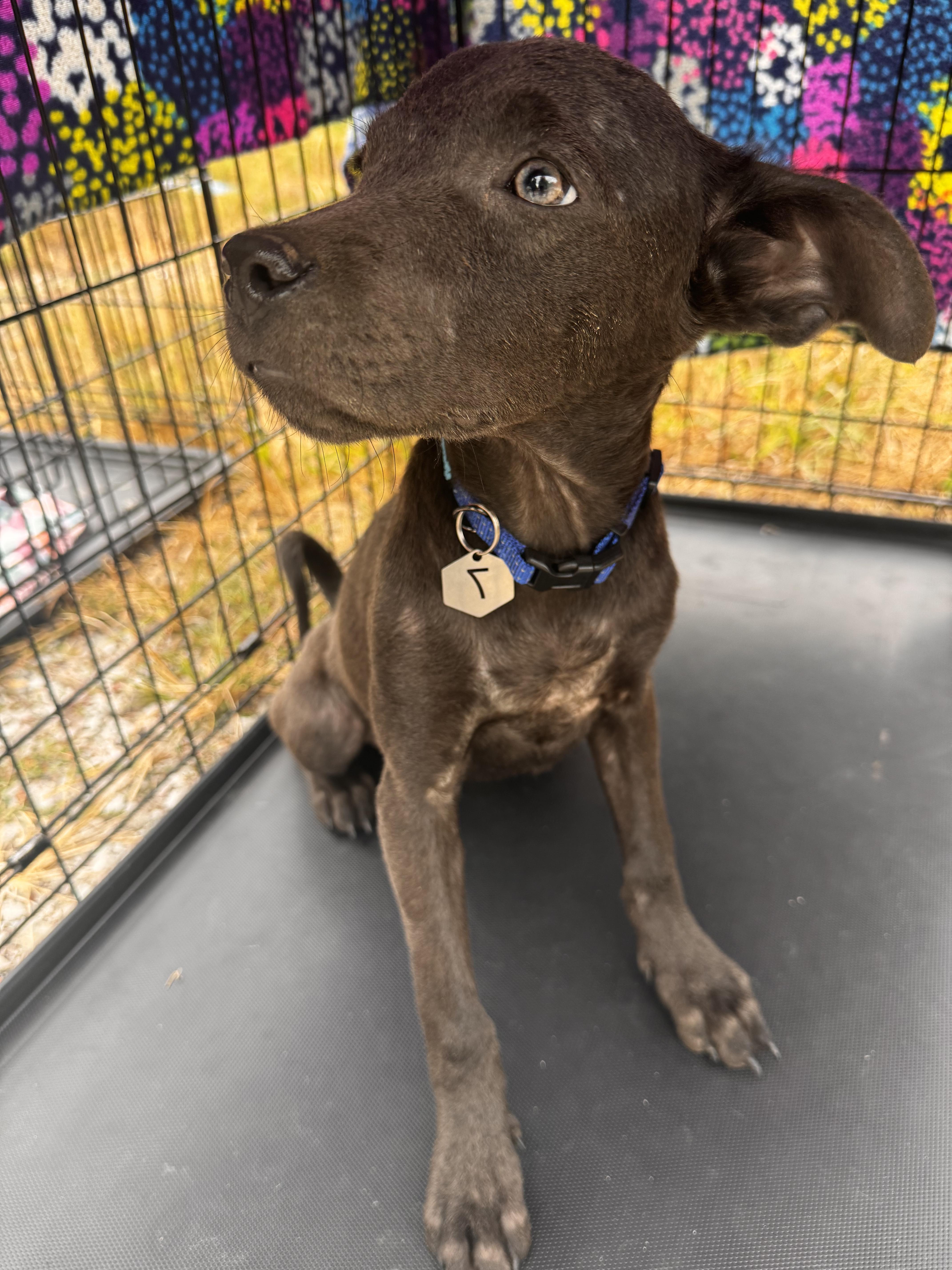 Dixieland Delight “DD” (Dresden #7) 6