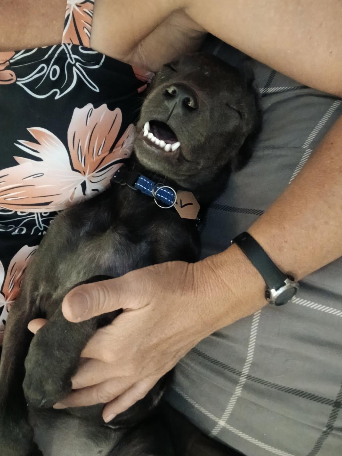 Dixieland Delight “DD” (Dresden #7) 3