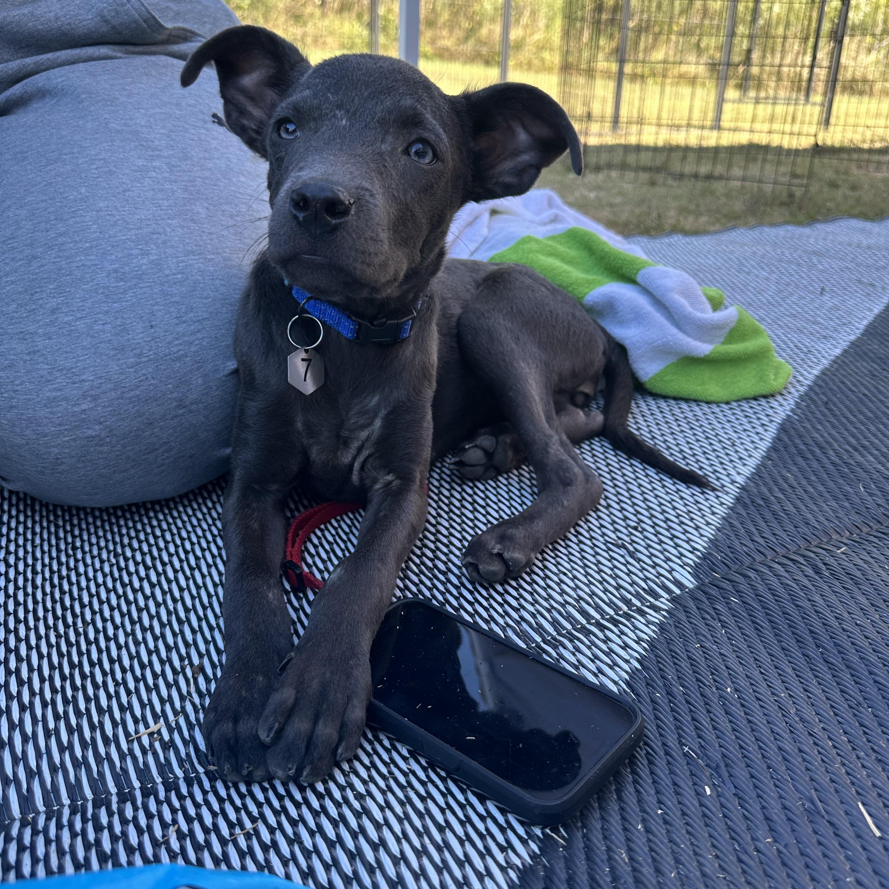 Enlarge Dixieland Delight “DD” (Dresden #7), a Adoptable mixed breed in Mount Juliet, TN image 4/6