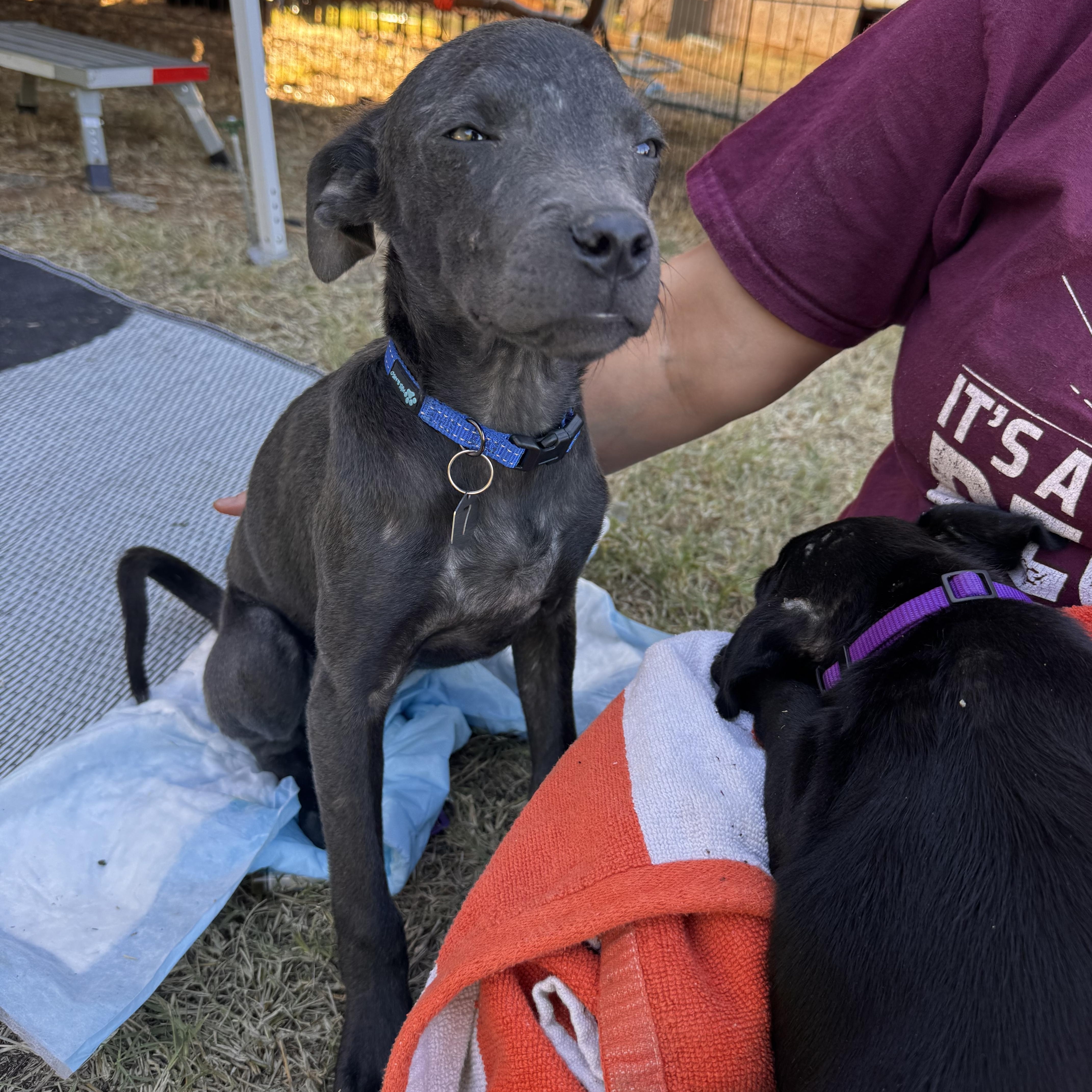 Enlarge Dixieland Delight “DD” (Dresden #7), a Adoptable mixed breed in Mount Juliet, TN image 6/6