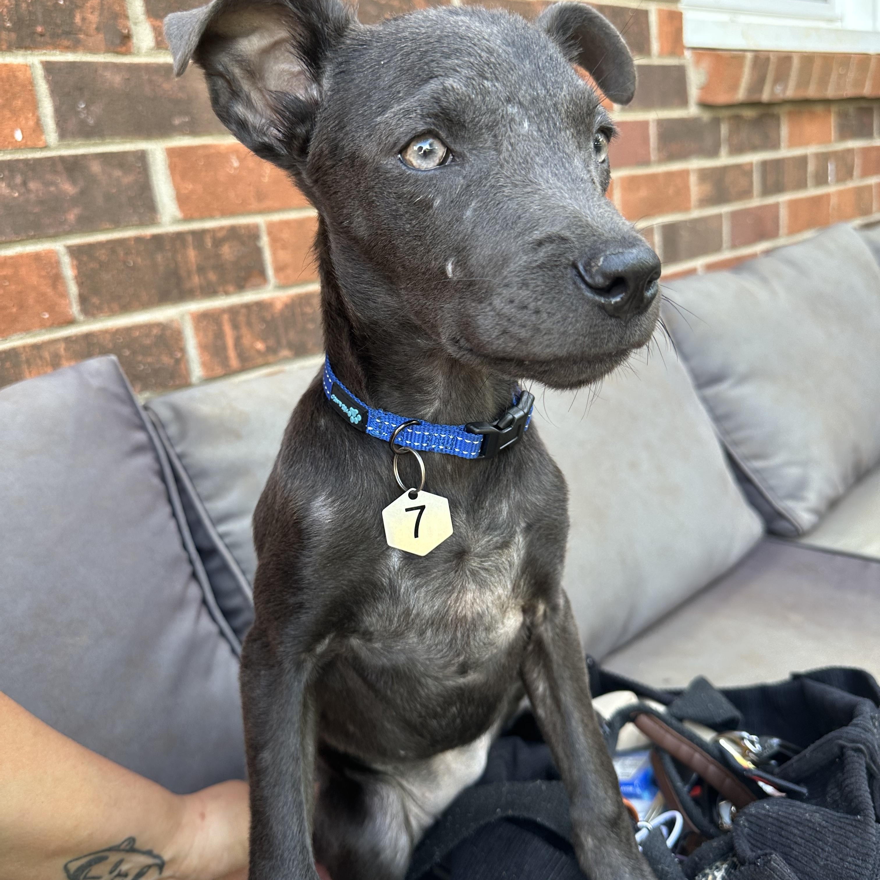 Enlarge Dixieland Delight “DD” (Dresden #7), a Adoptable mixed breed in Mount Juliet, TN image 3/6