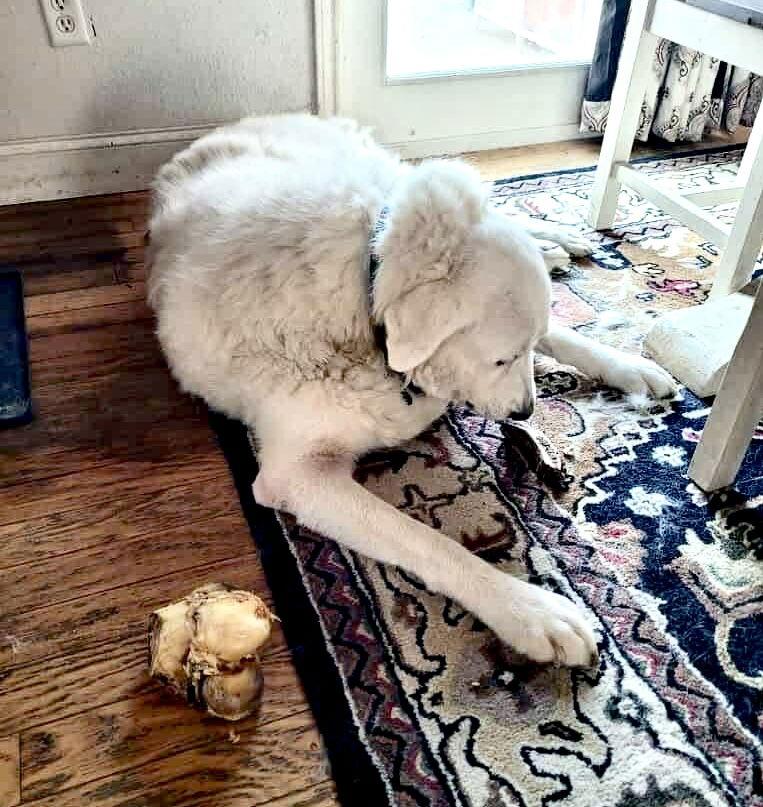 George, a Adoptable Great Pyrenees in Spring, TX image 1/3