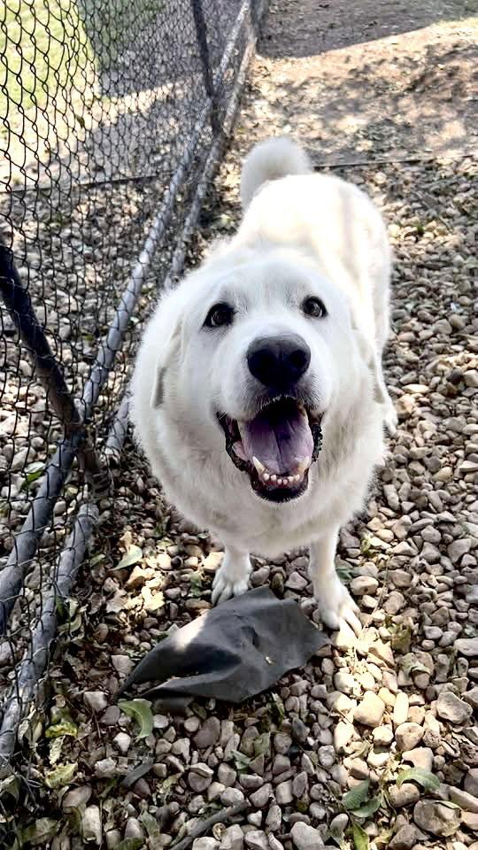 George, a Adoptable Great Pyrenees in Spring, TX image 2/3