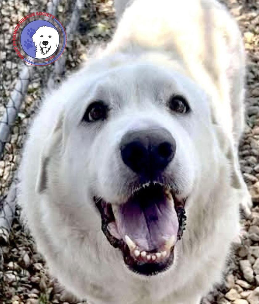 George, a Adoptable Great Pyrenees in Spring, TX image 3/3