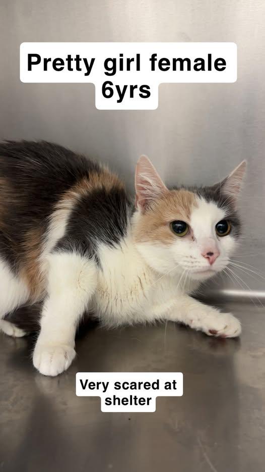 Enlarge Pretty Girl, a Adoptable Domestic Short Hair in Amherst, VA image 1/1