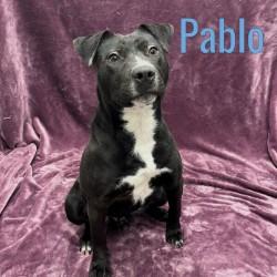 Enlarge Pablo, a ADOPTABLE mixed breed in Pleasantville, NJ image 1/1