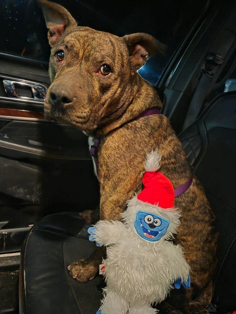 Belle #2, Adoptable, Young Female Pit Bull Terrier.