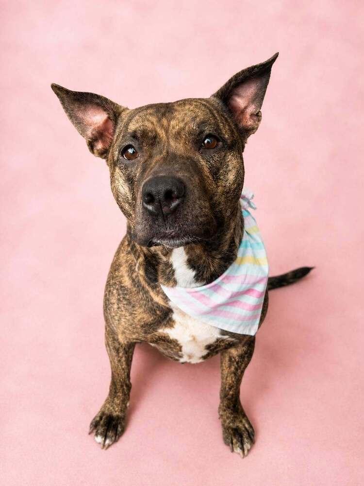 Enlarge Belle, a Adoptable mixed breed in Indianapolis, IN image 2/2