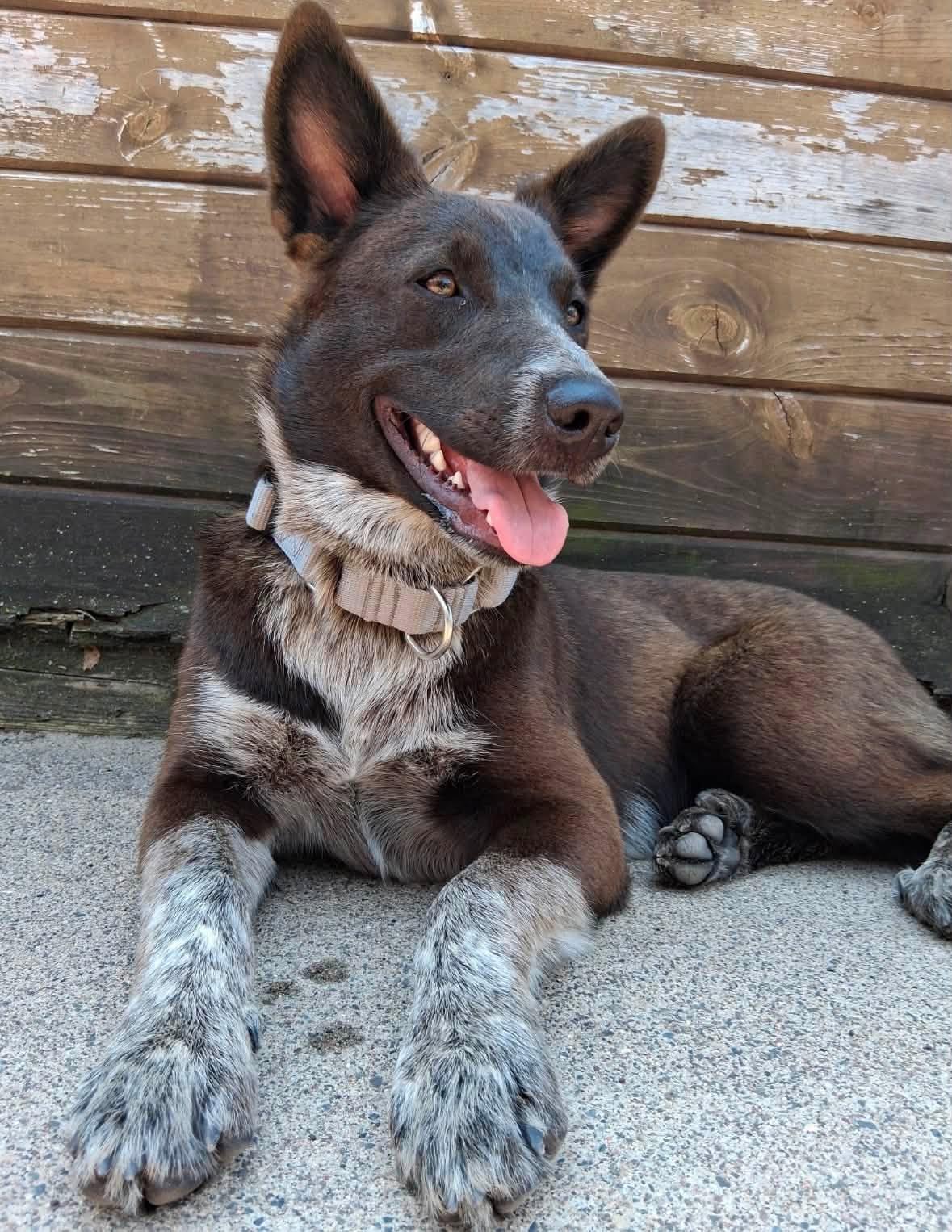 Buster, ADOPTABLE, Young Male Border Collie.