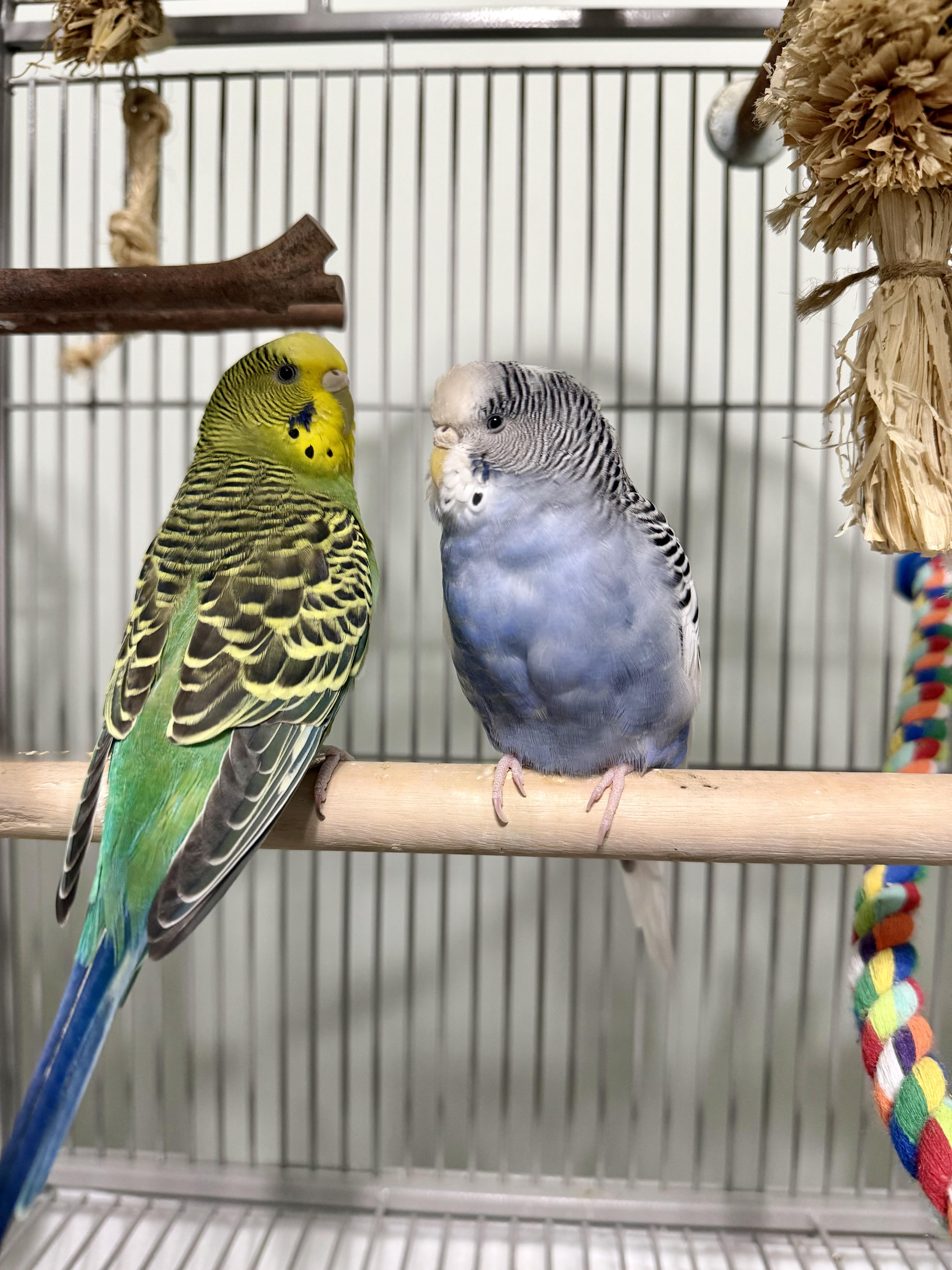 Enlarge Luna and Sprout, a Adoptable Budgie / Budgerigar in Greenacres, FL image 4/4