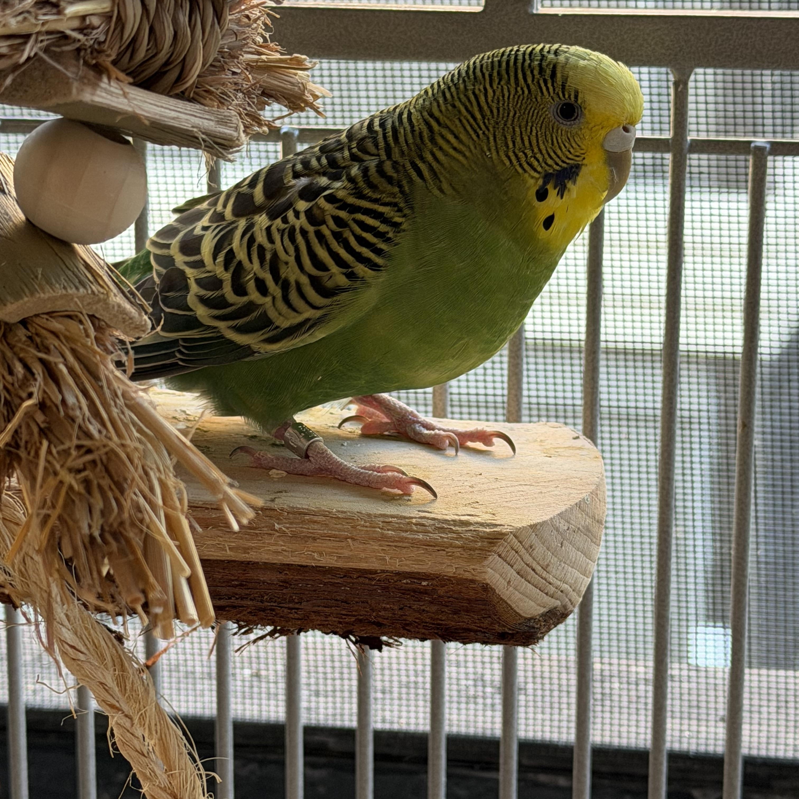 Enlarge Luna and Sprout, a Adoptable Budgie / Budgerigar in Greenacres, FL image 2/4
