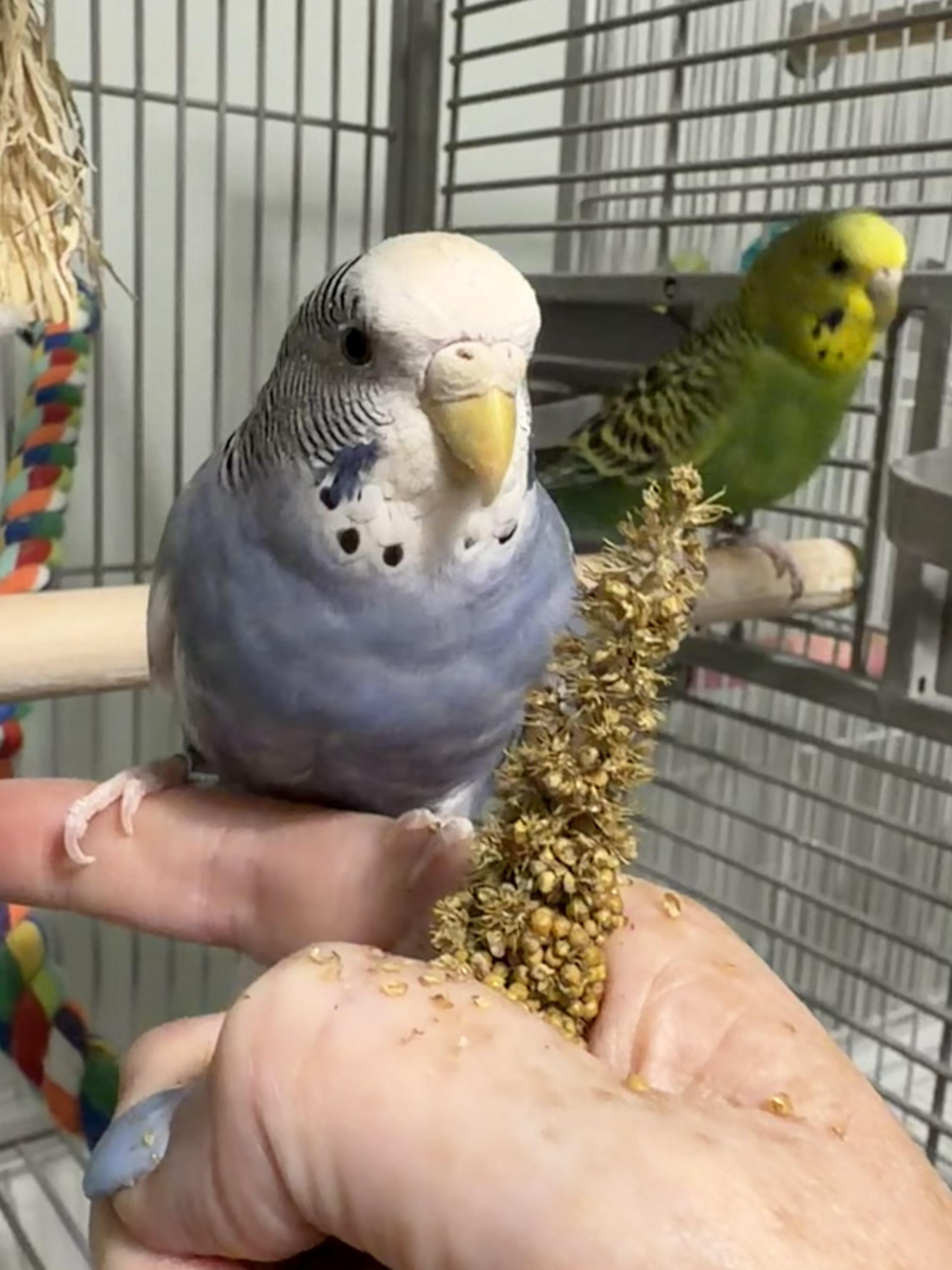 Enlarge Luna and Sprout, a Adoptable Budgie / Budgerigar in Greenacres, FL image 3/4