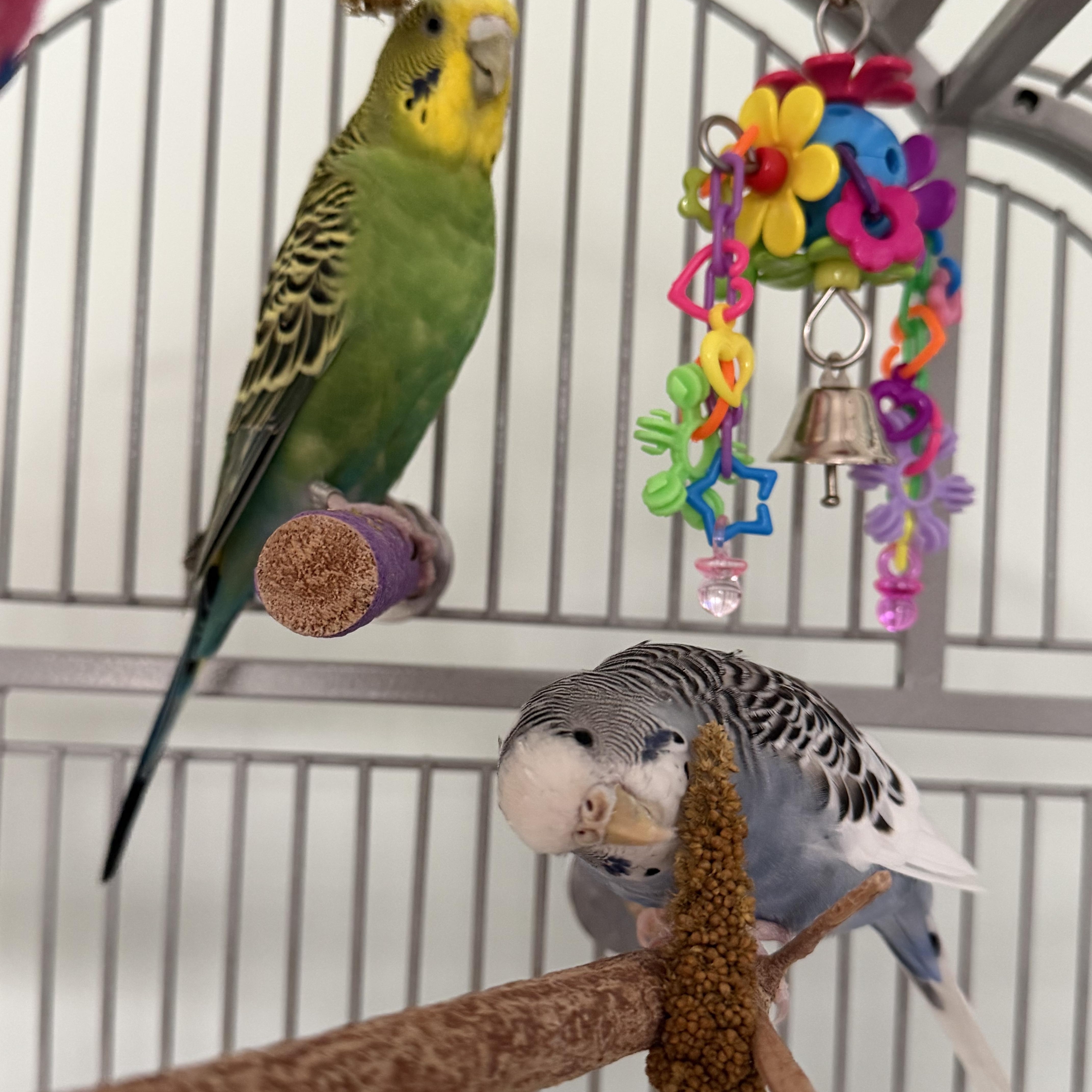 Luna and Sprout, Adoptable, Young Female Budgie / Budgerigar.
