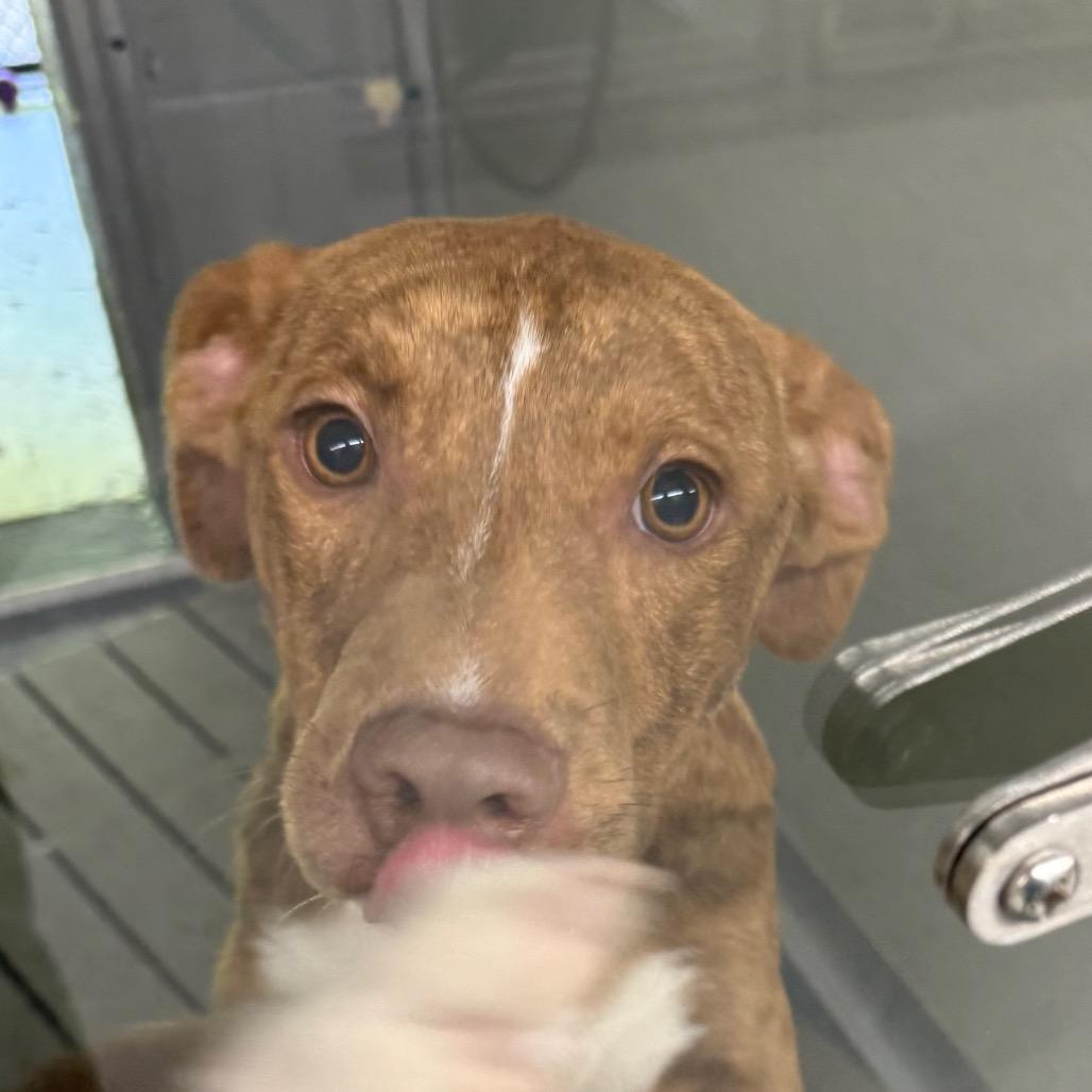 Peanut Brittle, Adoptable, Young Male Mixed Breed.
