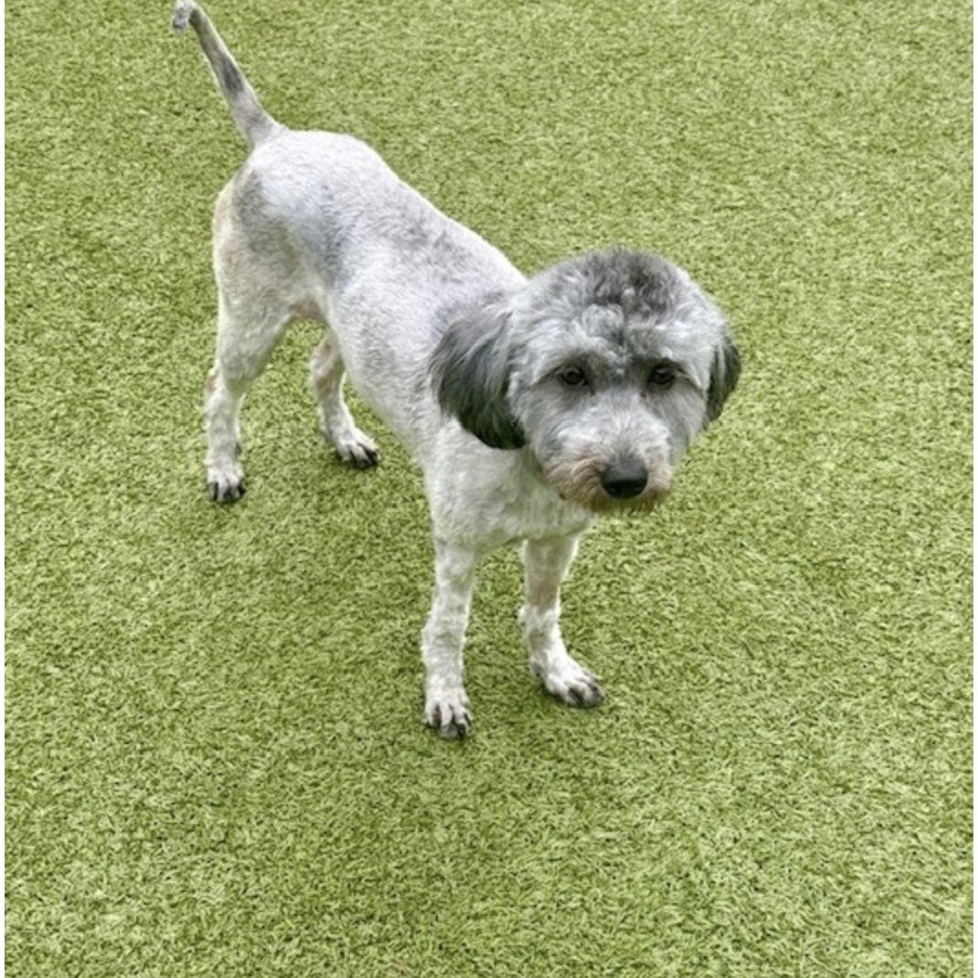 Enlarge BILLIE JEAN, a Adoptable mixed breed in morristown, TN image 3/6