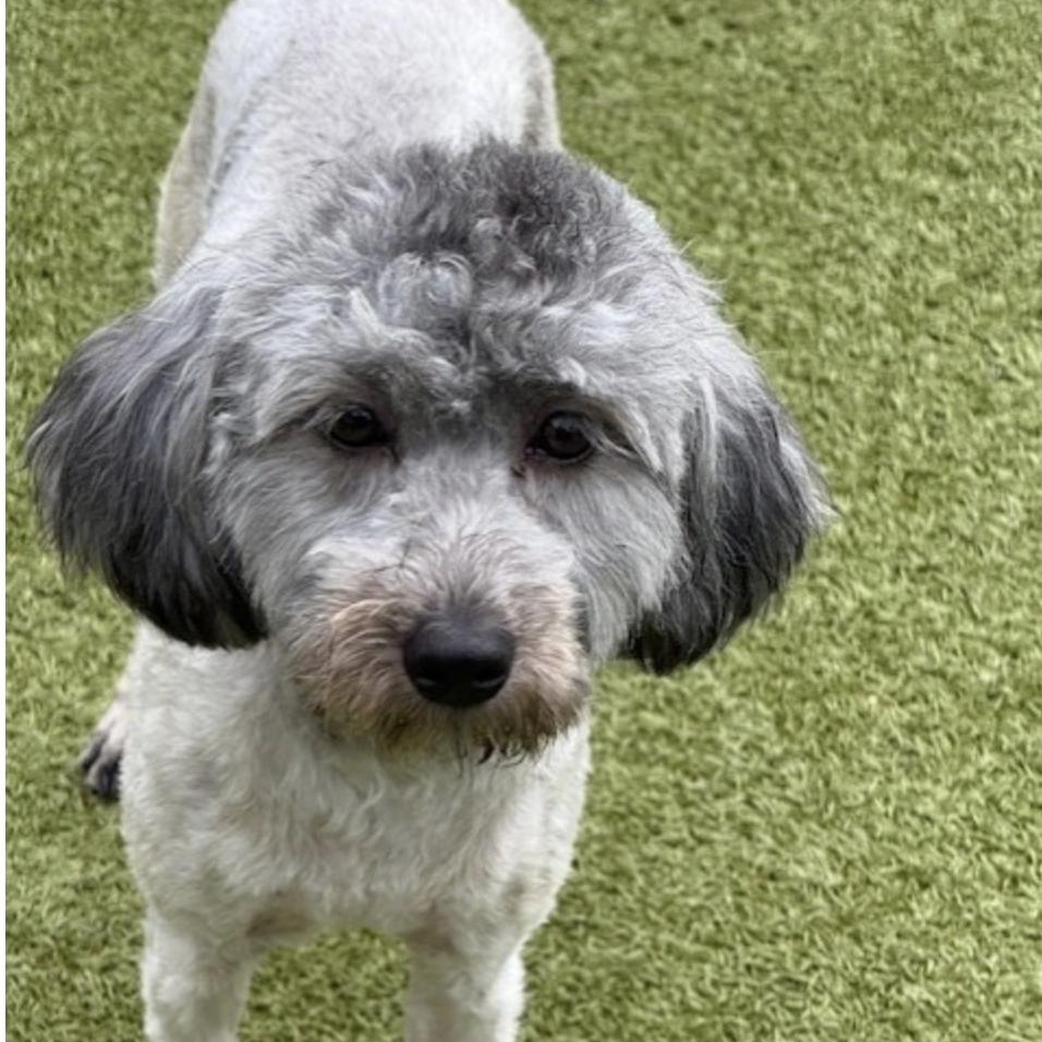 Enlarge BILLIE JEAN, a Adoptable mixed breed in morristown, TN image 2/6