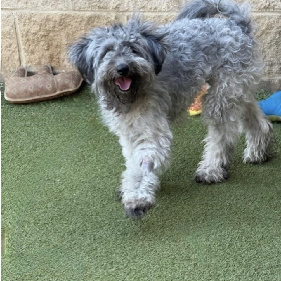 Enlarge BILLIE JEAN, a Adoptable mixed breed in morristown, TN image 5/6