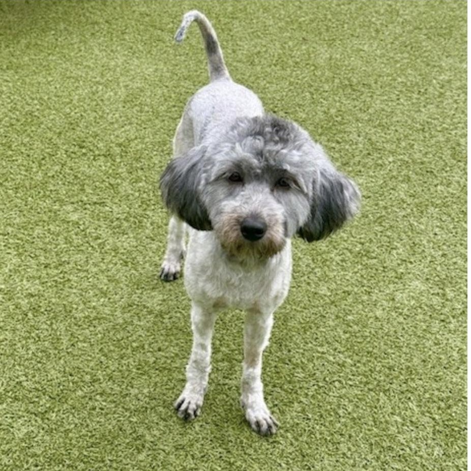 Enlarge BILLIE JEAN, a Adoptable mixed breed in morristown, TN image 4/6