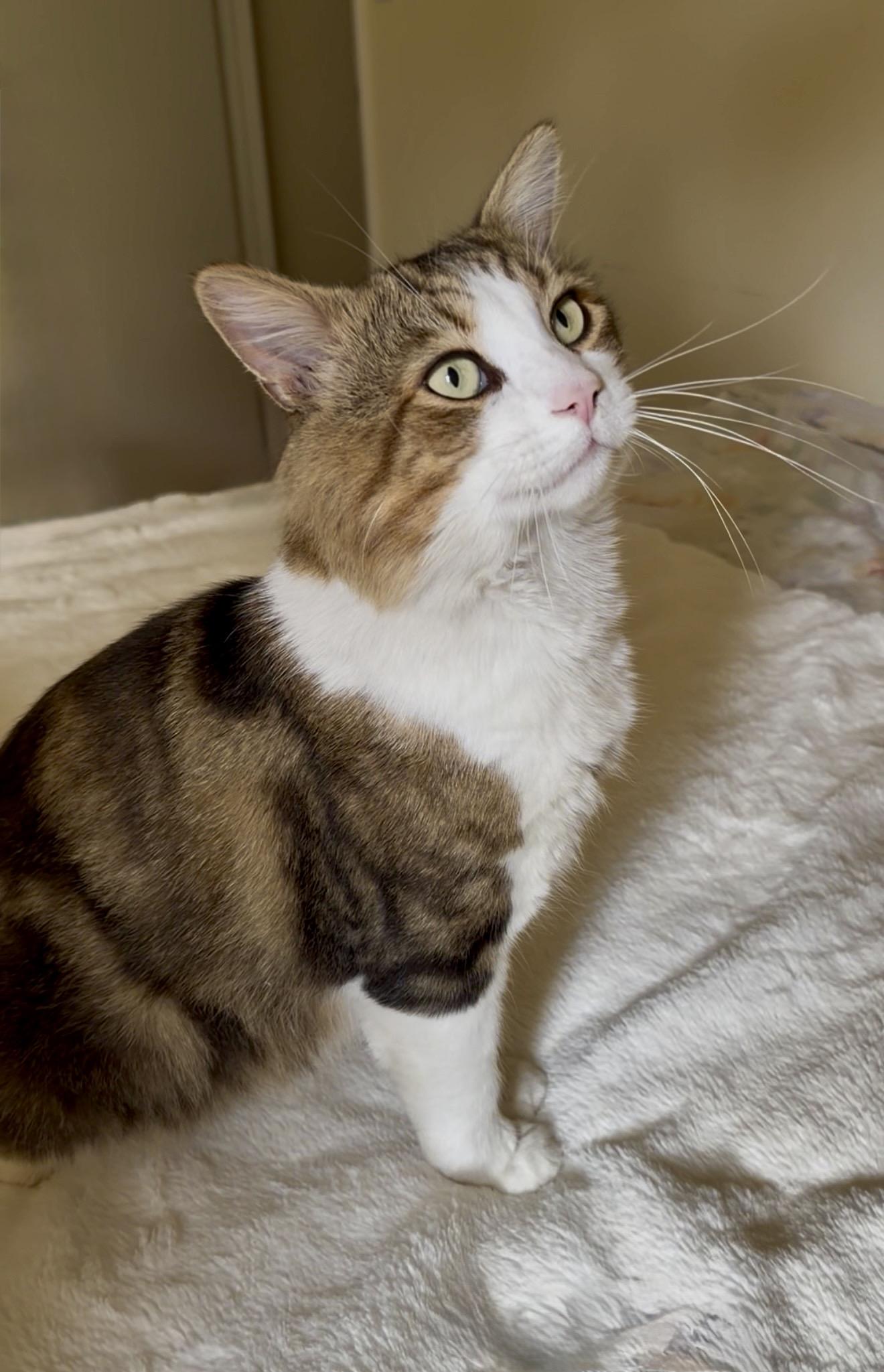 Enlarge Leo, a Adoptable mixed breed in San Rafael, CA image 5/6