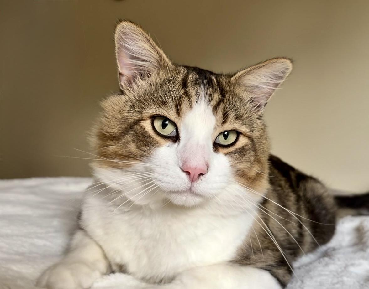 Enlarge Leo, a Adoptable mixed breed in San Rafael, CA image 6/6