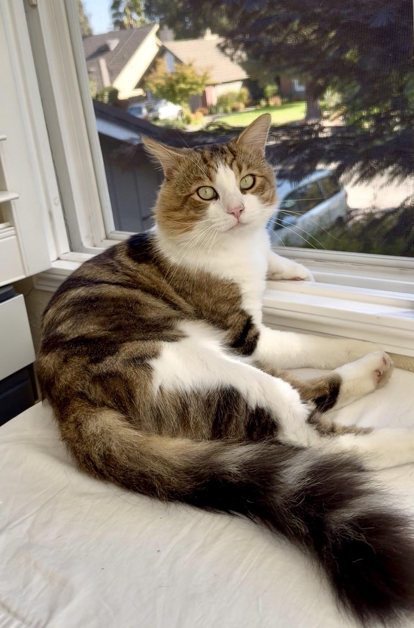 Leo, Adoptable, Young Male Domestic Long Hair & Maine Coon.
