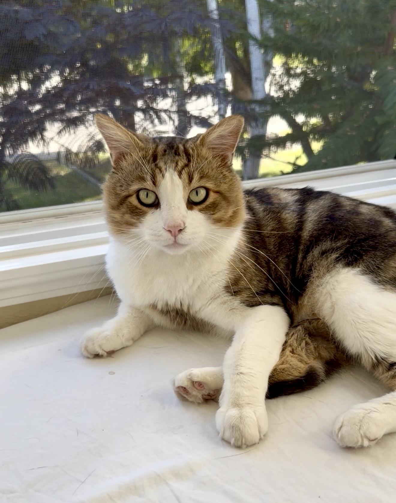 Enlarge Leo, a Adoptable mixed breed in San Rafael, CA image 2/6