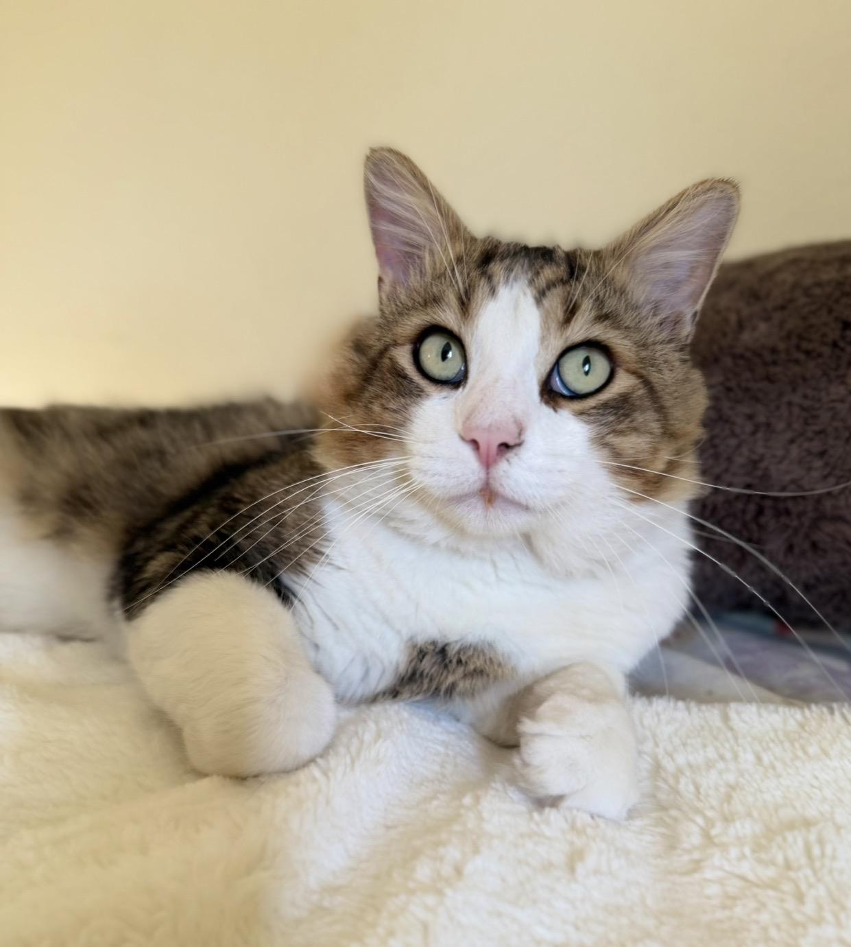 Enlarge Leo, a Adoptable mixed breed in San Rafael, CA image 4/6