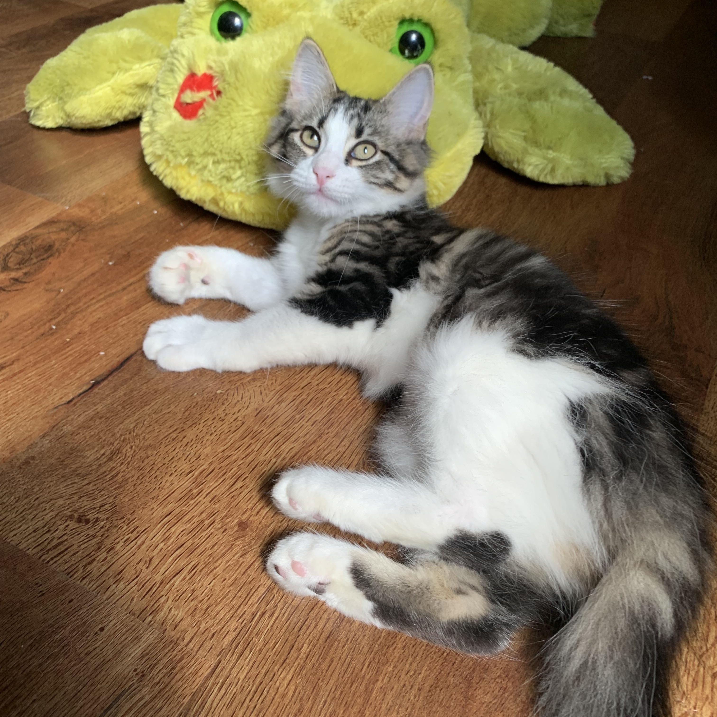 Rosie, Baby Female Domestic Medium Hair