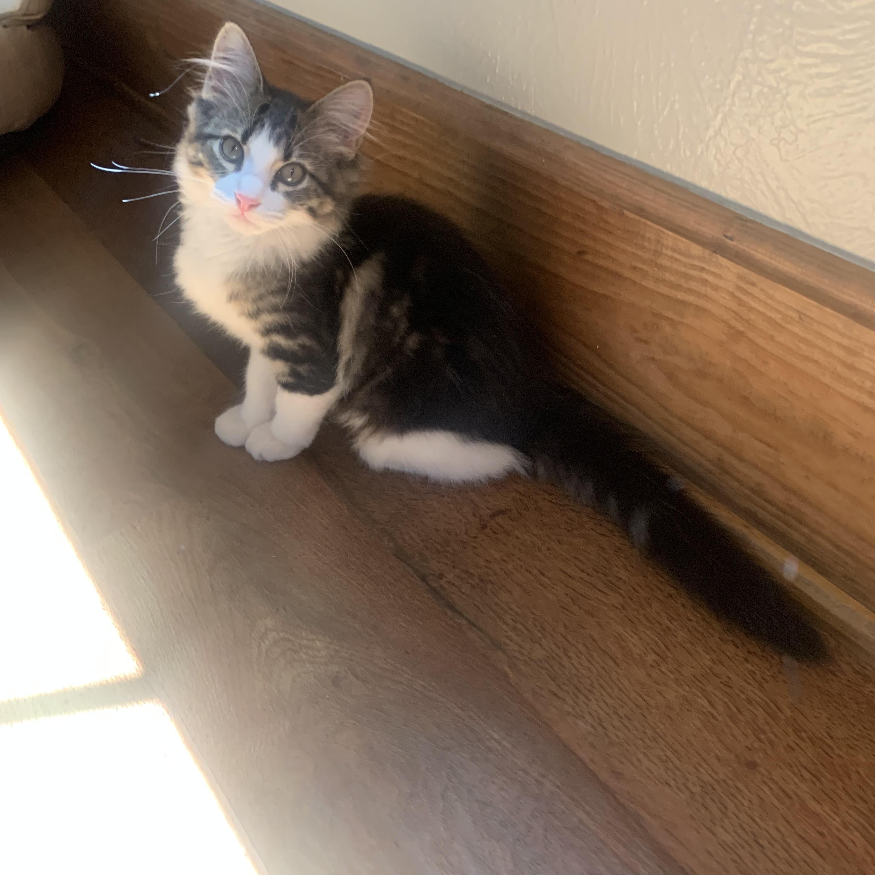 Rosie photo 4