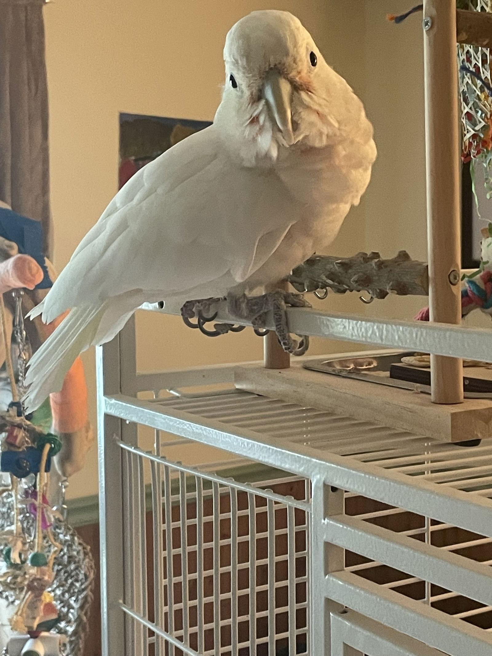 Peanut, Adopted, Senior Male Cockatoo.