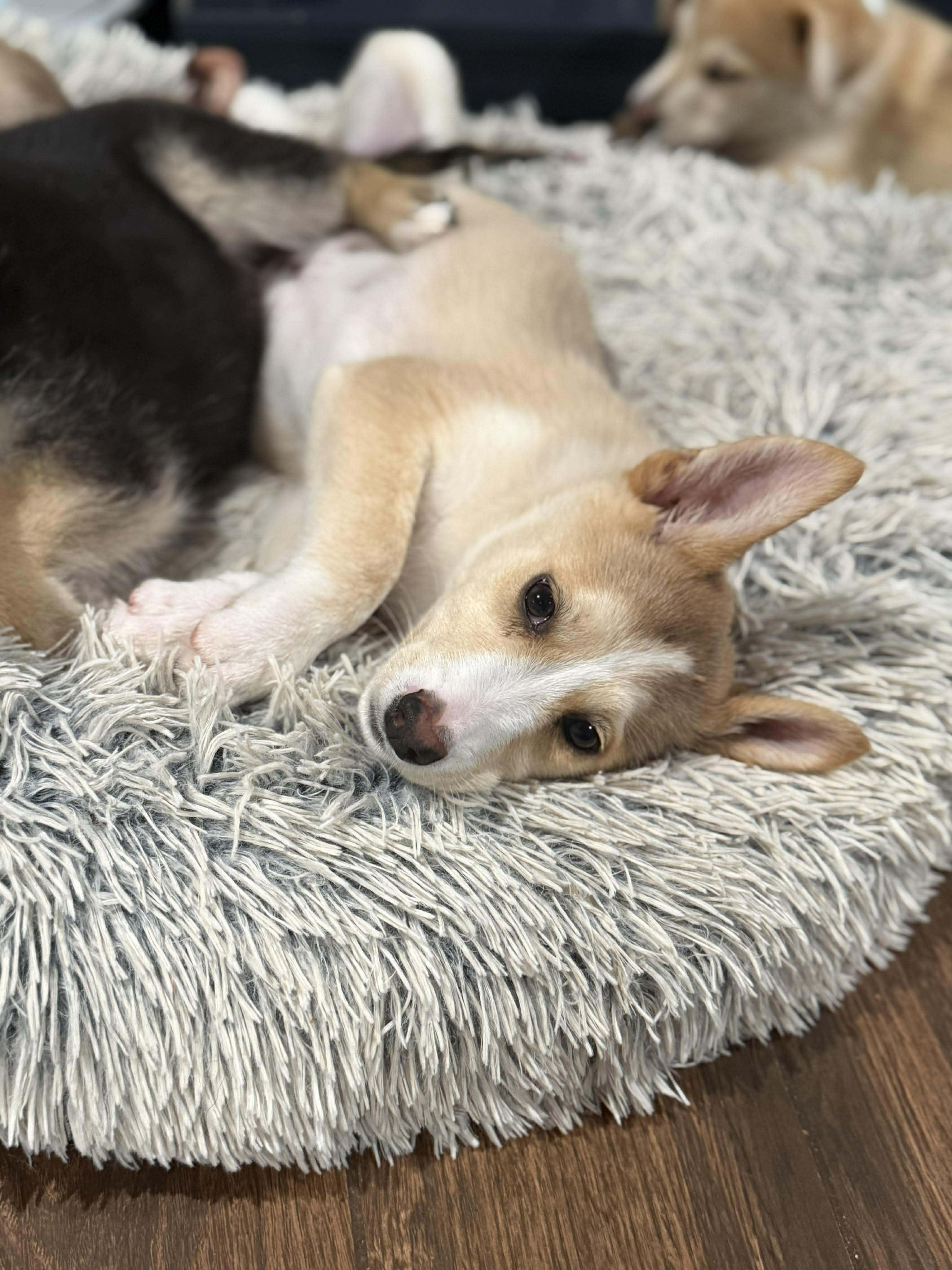 Sandy, a Adoptable mixed breed in Houston, TX image 5/6