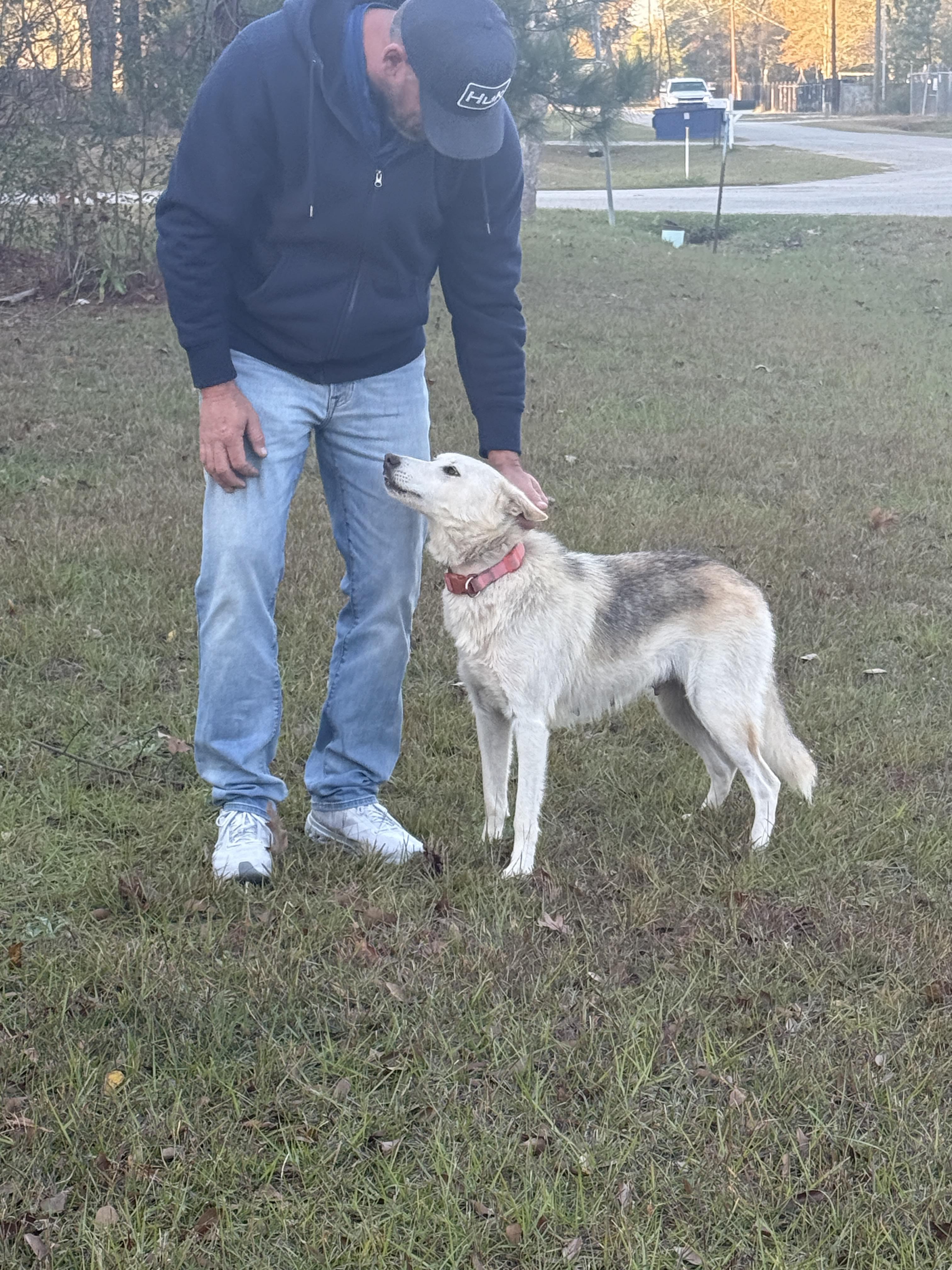 Sandy, a Adoptable mixed breed in Houston, TX image 6/6