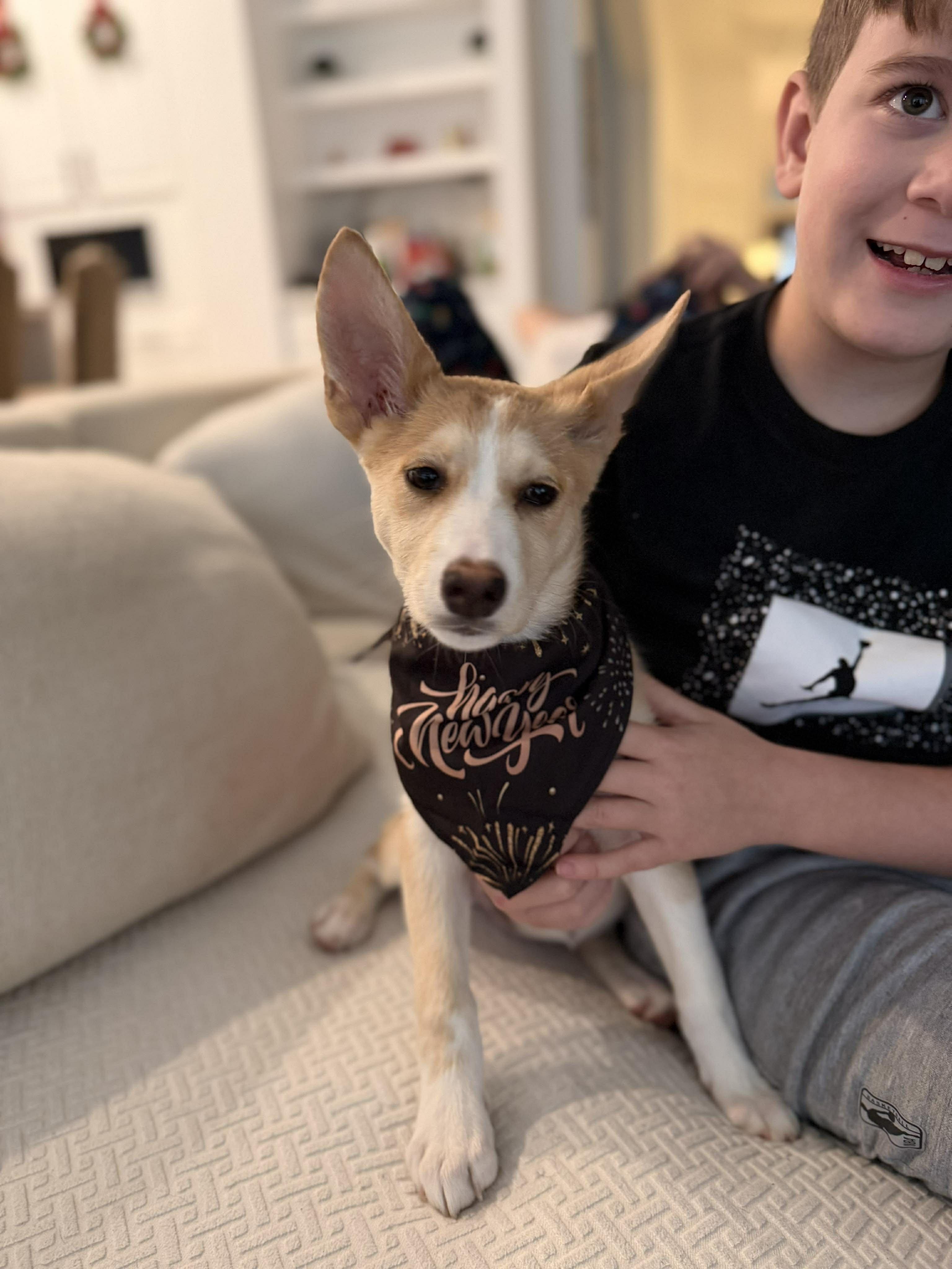 Sandy, a Adoptable mixed breed in Houston, TX image 2/6