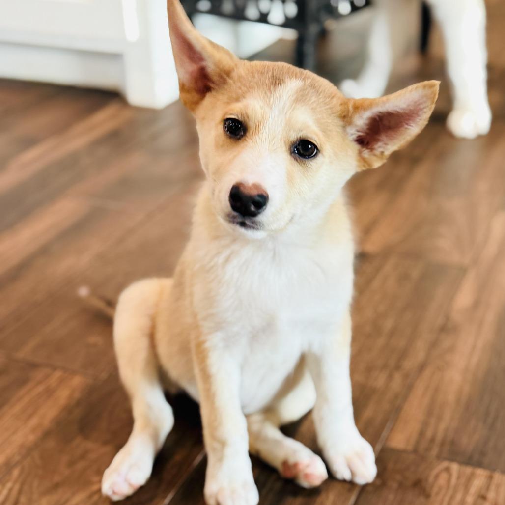 Sandy, a Adoptable mixed breed in Houston, TX image 1/6