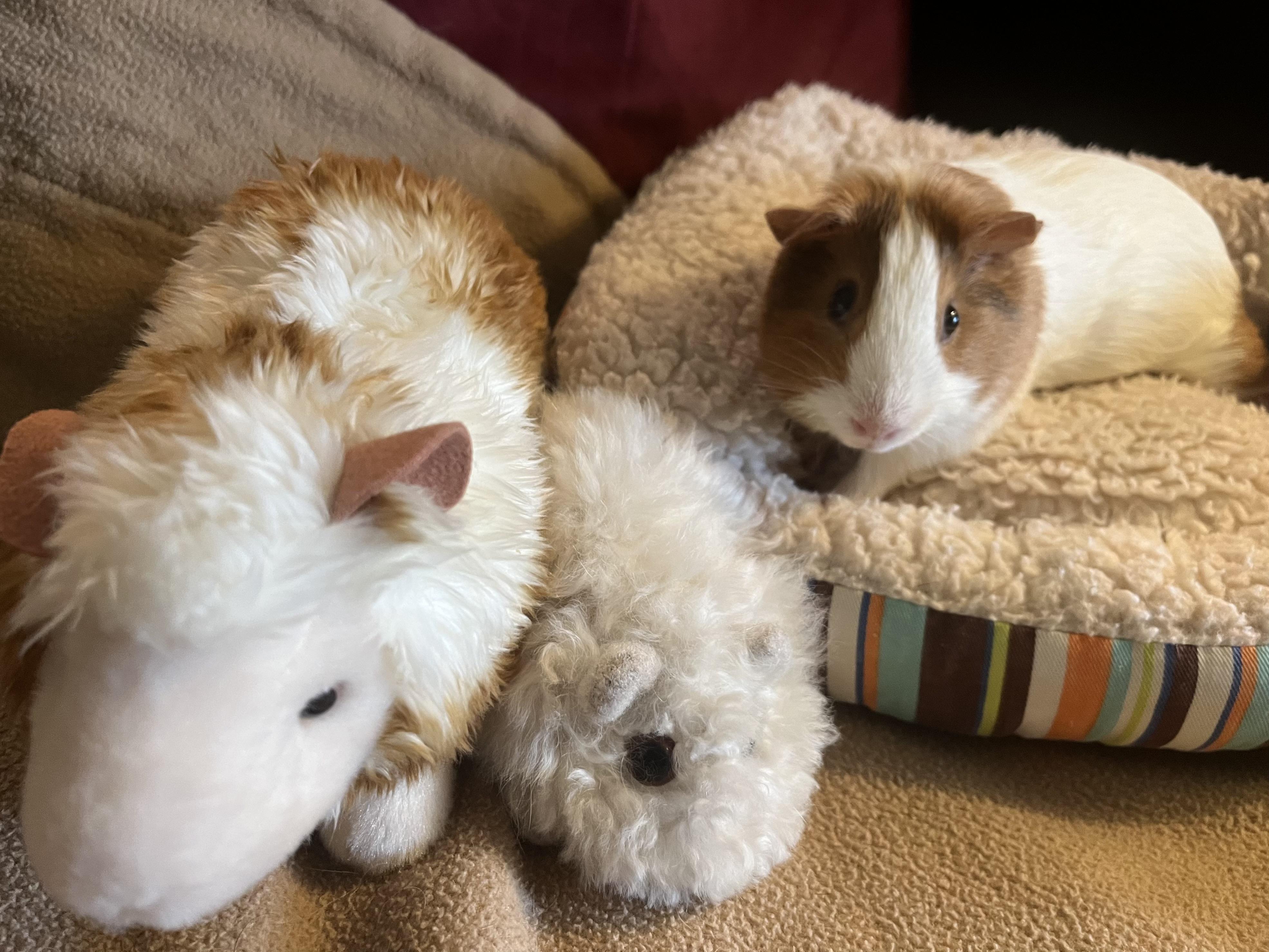 Enlarge Cinnabon, an adoptable Guinea Pig in Austin, TX image 3/5
