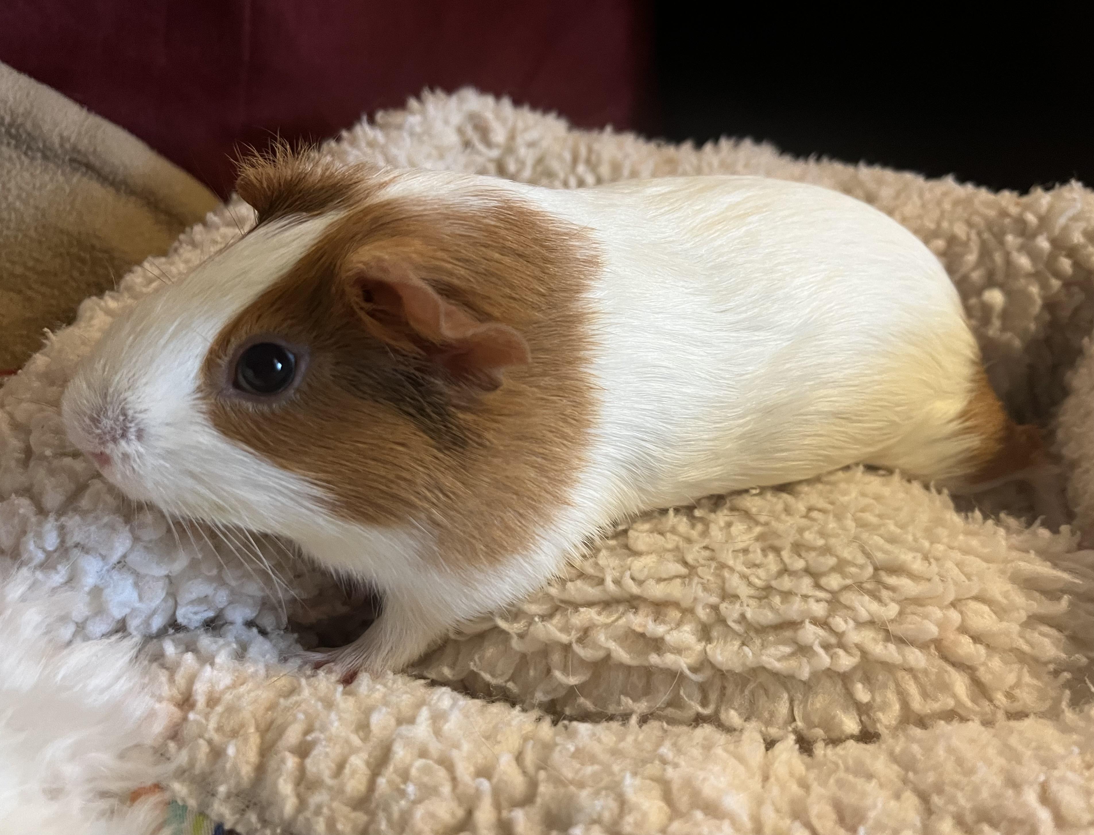 Enlarge Cinnabon, an adoptable Guinea Pig in Austin, TX image 4/5